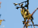 Great Tit - Sikora Bogatka